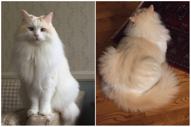 Red (Flame Point) Ragdoll Cats: Colors, Care, and CFA Standards