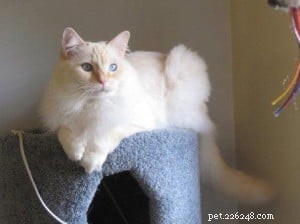 Red (Flame Point) Ragdoll Cats: Colors, Care, and CFA Standards