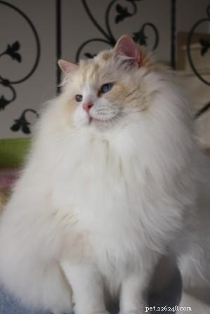 Red (Flame Point) Ragdoll Cats: Colors, Care, and CFA Standards