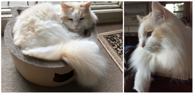 Red (Flame Point) Ragdoll Cats: Colors, Care, and CFA Standards