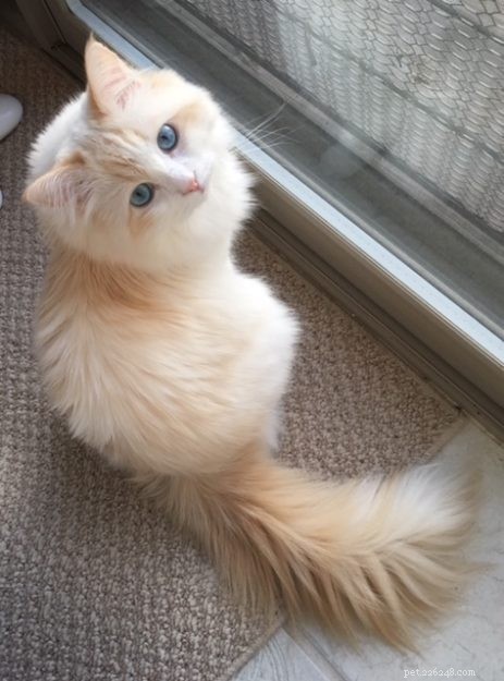 Red (Flame Point) Ragdoll Cats: Colors, Care, and CFA Standards