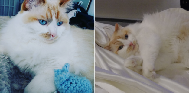 Red (Flame Point) Ragdoll Cats: Colors, Care, and CFA Standards