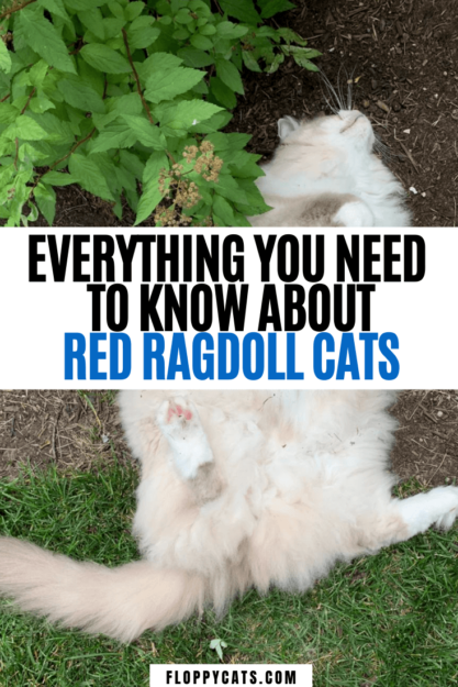 Red (Flame Point) Ragdoll Cats: Colors, Care, and CFA Standards