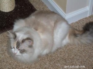 Red (Flame Point) Ragdoll Cats: Colors, Care, and CFA Standards