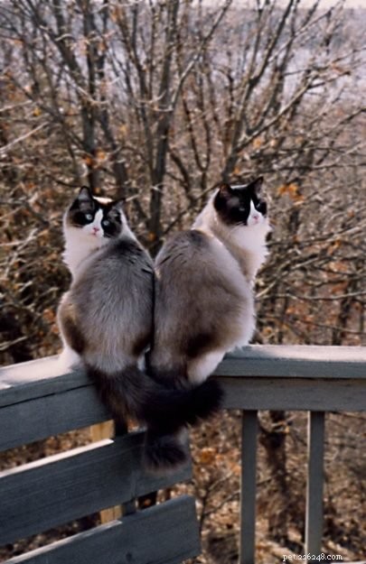 Meet Winston & Churchill: The Adorable Ragdoll Duo of the Week