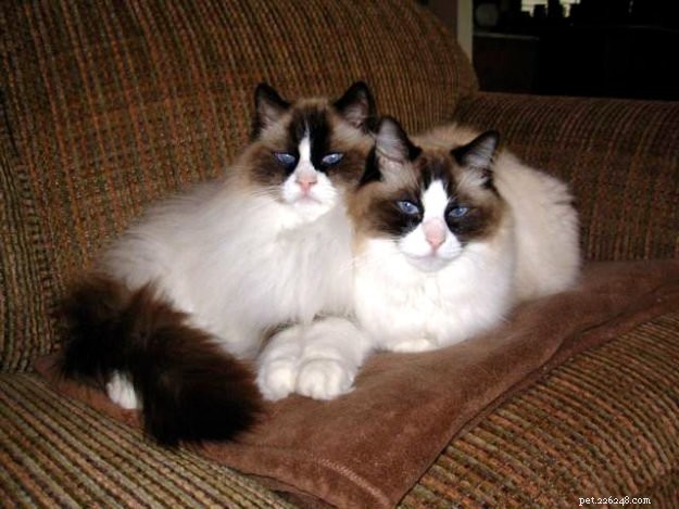 Meet Winston & Churchill: The Adorable Ragdoll Duo of the Week