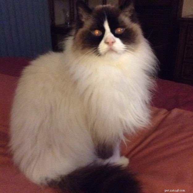 Meet Winston & Churchill: The Adorable Ragdoll Duo of the Week