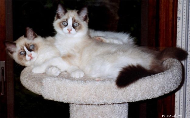 Meet Winston & Churchill: The Adorable Ragdoll Duo of the Week