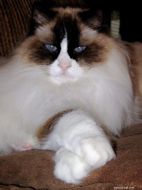 Meet Winston & Churchill: The Adorable Ragdoll Duo of the Week