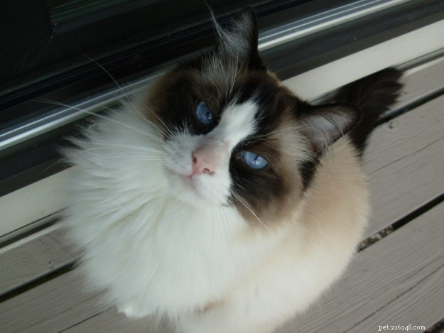 Meet Winston & Churchill: The Adorable Ragdoll Duo of the Week