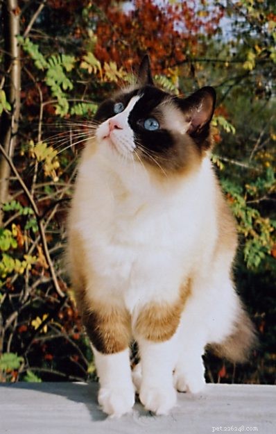 Meet Winston & Churchill: The Adorable Ragdoll Duo of the Week