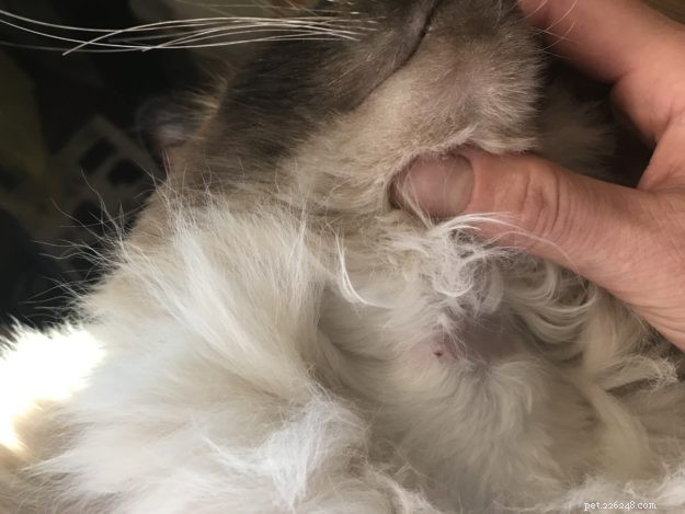 Cryptococcosis in Cats: A Ragdoll’s Path to Recovery
