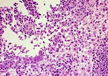 Do Cats Contract COVID-19? Updated Veterinary Insights