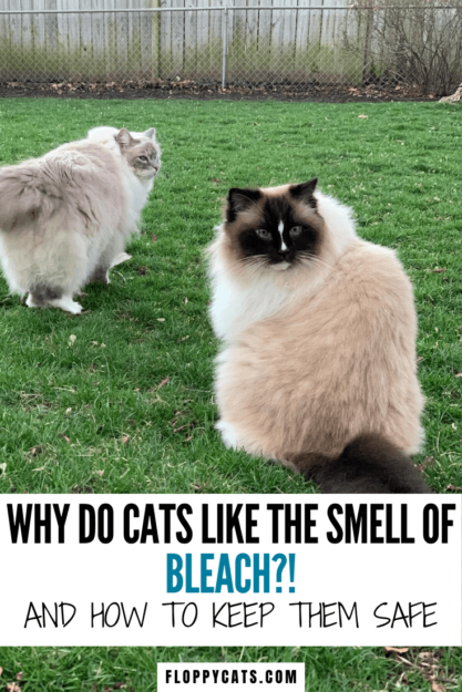 Why Cats Are Attracted to Bleach: Understanding Their Behavior