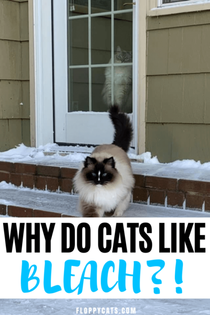 Why Cats Are Attracted to Bleach: Understanding Their Behavior