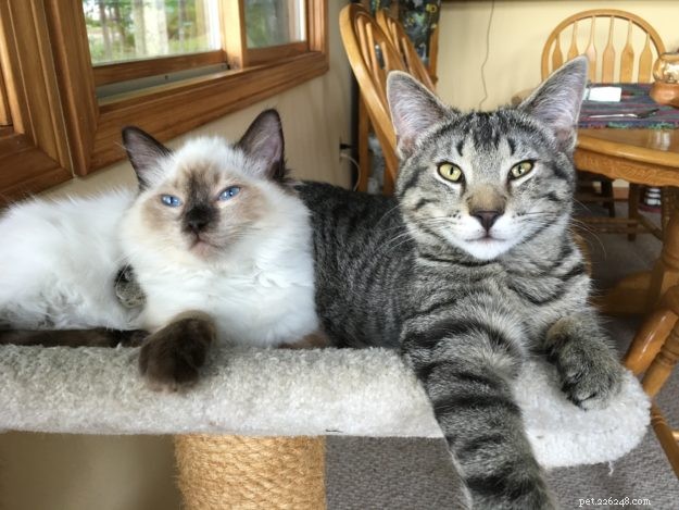 Simon – A Floppycat’s Journey from Rescue to Family