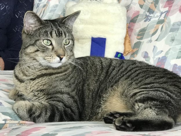 Simon – A Floppycat’s Journey from Rescue to Family