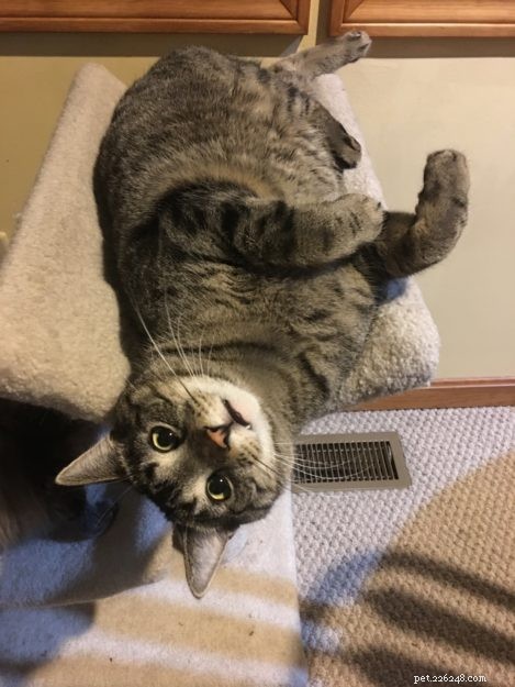 Simon – A Floppycat’s Journey from Rescue to Family