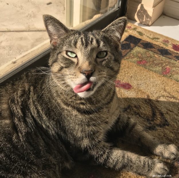 Simon – A Floppycat’s Journey from Rescue to Family