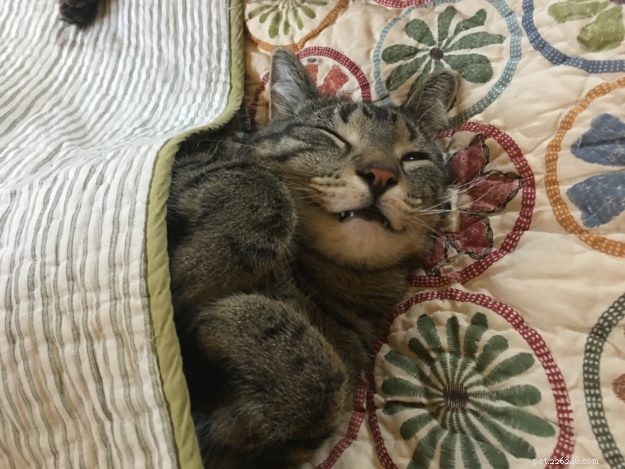 Simon – A Floppycat’s Journey from Rescue to Family