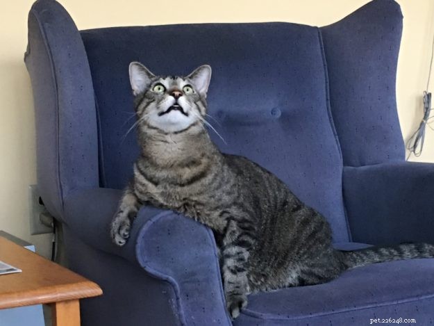 Simon – A Floppycat’s Journey from Rescue to Family