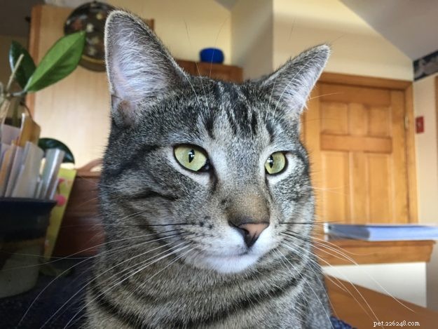 Simon – A Floppycat’s Journey from Rescue to Family