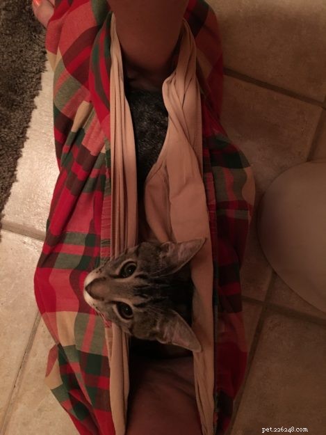 Simon – A Floppycat’s Journey from Rescue to Family