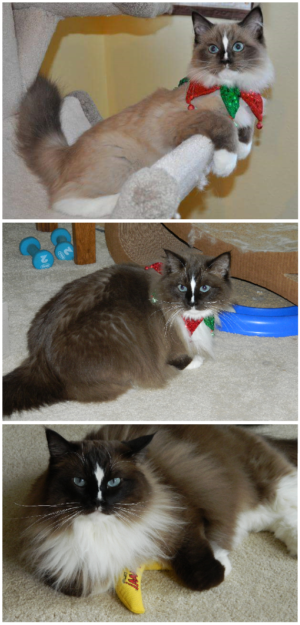 Mink Ragdoll Cats: Understanding the Distinct Bloodline
