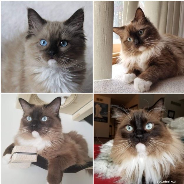 Mink Ragdoll Cats: Understanding the Distinct Bloodline