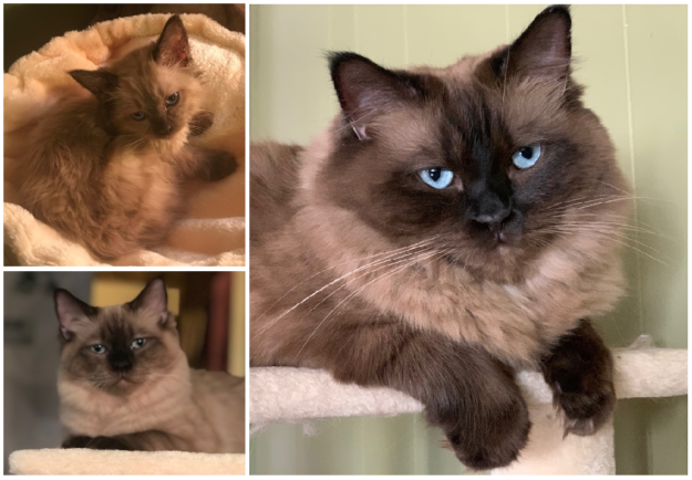Mink Ragdoll Cats: Understanding the Distinct Bloodline