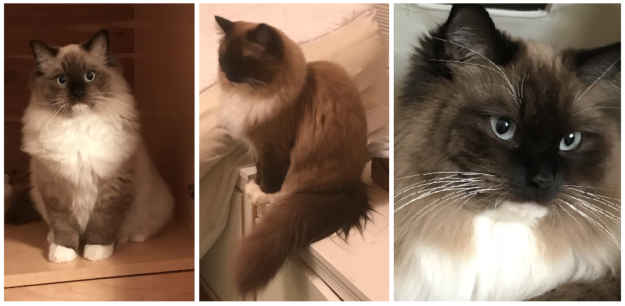 Mink Ragdoll Cats: Understanding the Distinct Bloodline