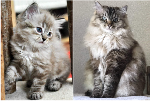 Mink Ragdoll Cats: Understanding the Distinct Bloodline