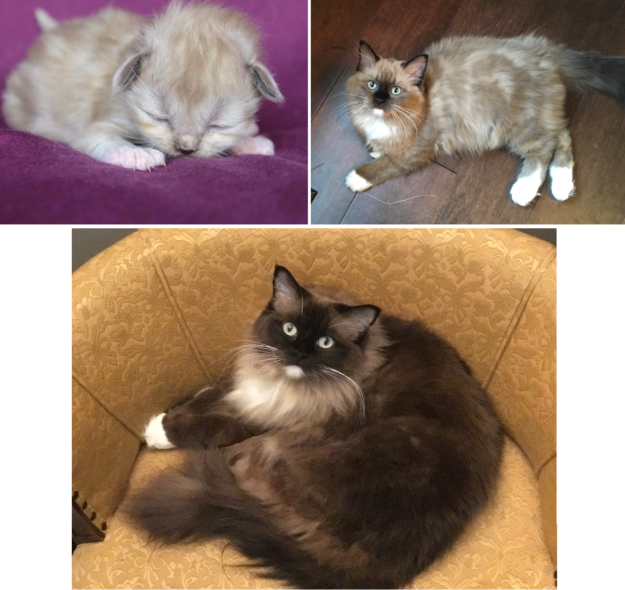 Mink Ragdoll Cats: Understanding the Distinct Bloodline