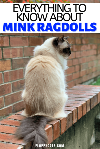 Mink Ragdoll Cats: Understanding the Distinct Bloodline