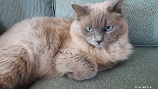 Mink Ragdoll Cats: Understanding the Distinct Bloodline