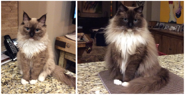 Mink Ragdoll Cats: Understanding the Distinct Bloodline