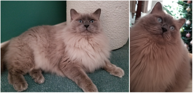 Mink Ragdoll Cats: Understanding the Distinct Bloodline