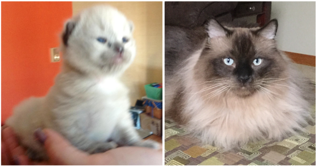 Mink Ragdoll Cats: Understanding the Distinct Bloodline