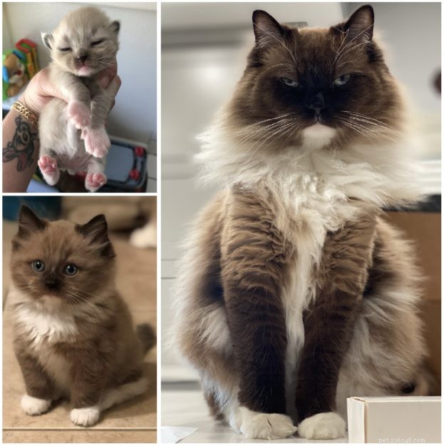 Mink Ragdoll Cats: Understanding the Distinct Bloodline