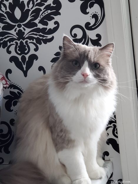 Mink Ragdoll Cats: Understanding the Distinct Bloodline