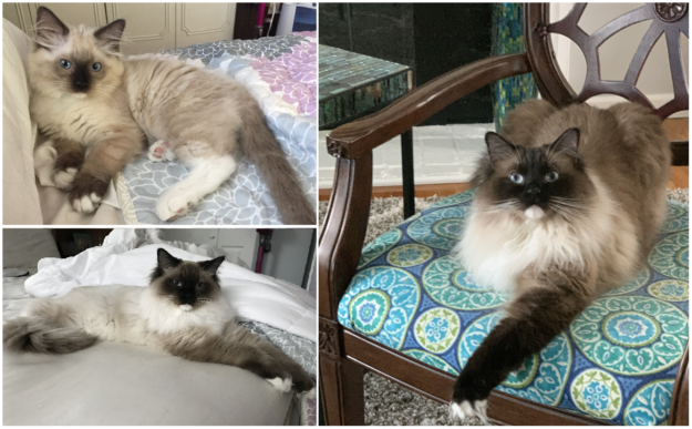 Mink Ragdoll Cats: Understanding the Distinct Bloodline