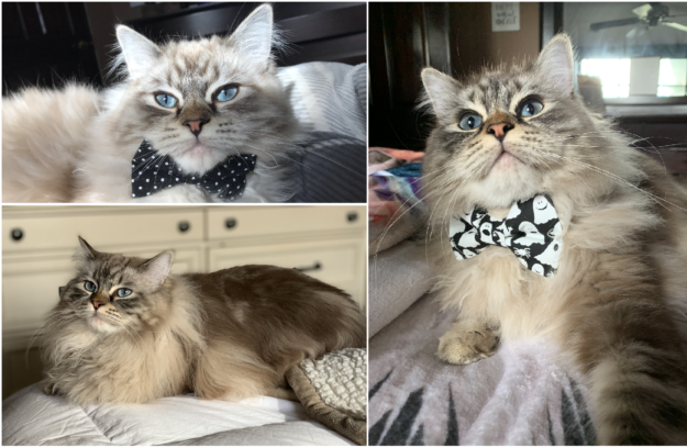 Mink Ragdoll Cats: Understanding the Distinct Bloodline
