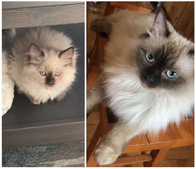 Mink Ragdoll Cats: Understanding the Distinct Bloodline