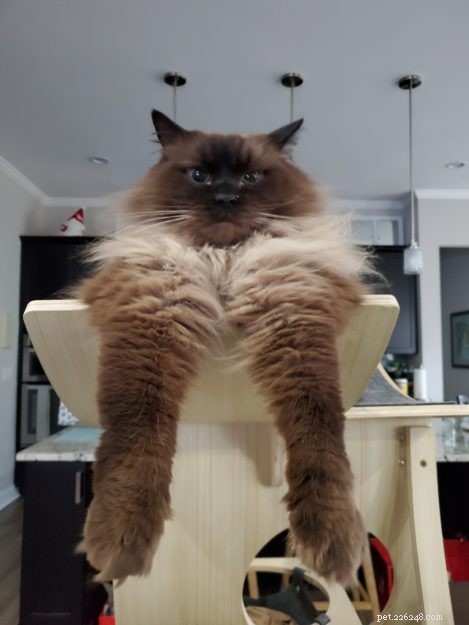 Mink Ragdoll Cats: Understanding the Distinct Bloodline