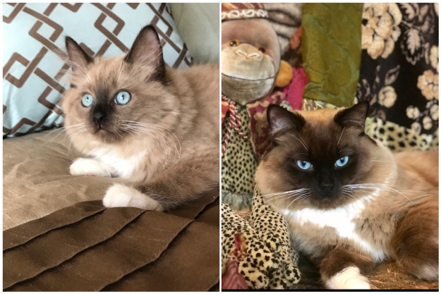 Mink Ragdoll Cats: Understanding the Distinct Bloodline