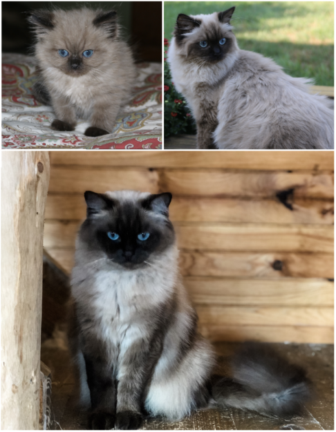 Mink Ragdoll Cats: Understanding the Distinct Bloodline