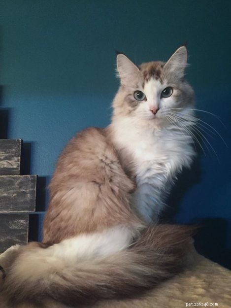 Mink Ragdoll Cats: Understanding the Distinct Bloodline