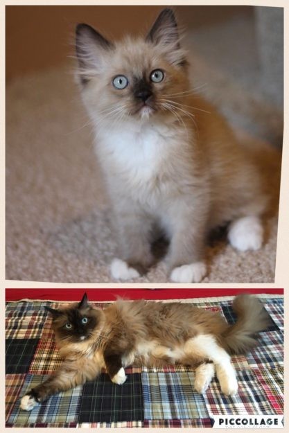 Mink Ragdoll Cats: Understanding the Distinct Bloodline