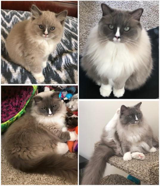 Mink Ragdoll Cats: Understanding the Distinct Bloodline
