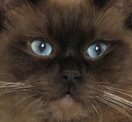 Mink Ragdoll Cats: Understanding the Distinct Bloodline